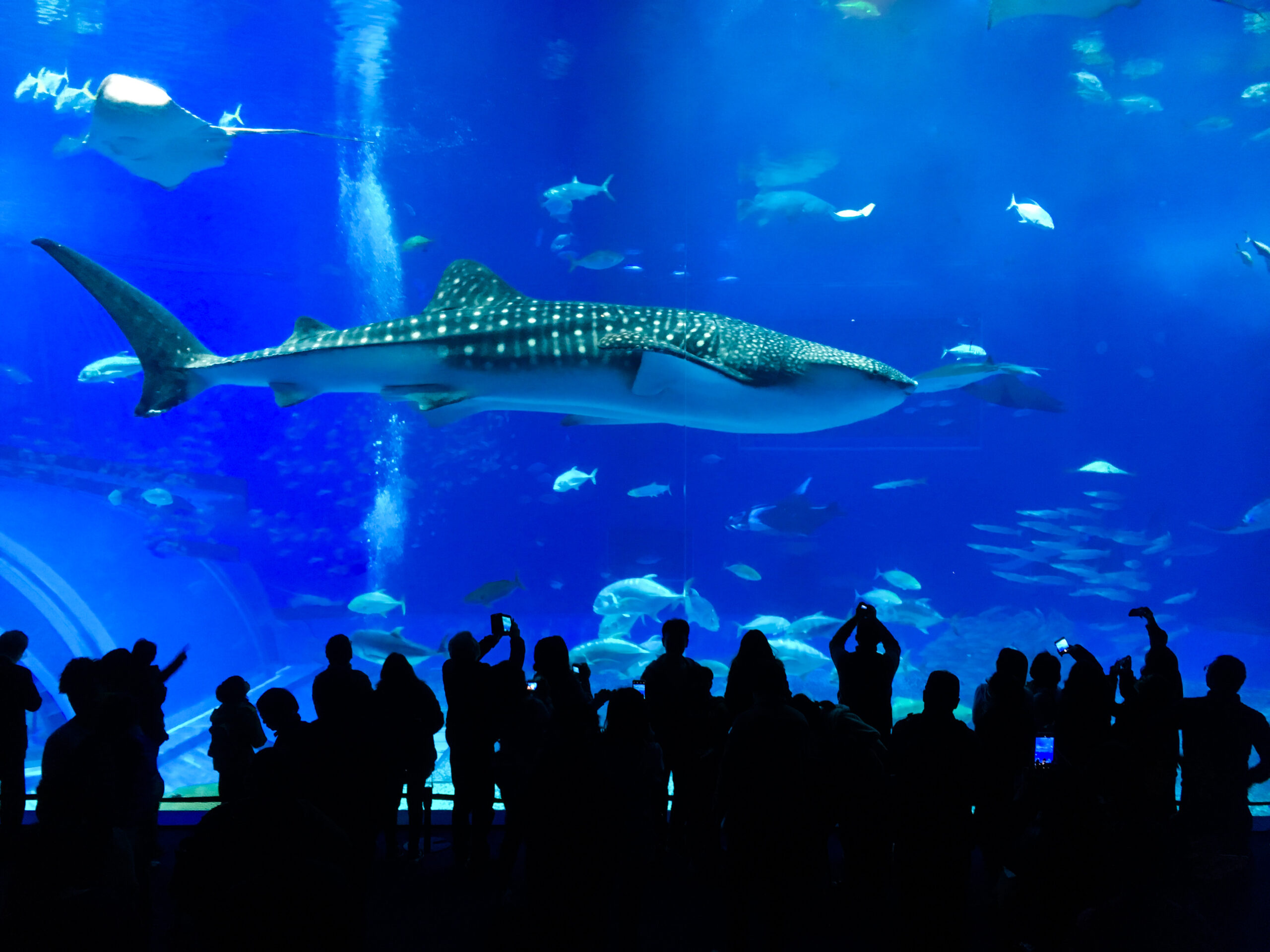 Whale shark at Okinawa aquarium